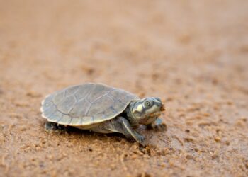 Foto: Helder Lana / Divulgação Norte Energia