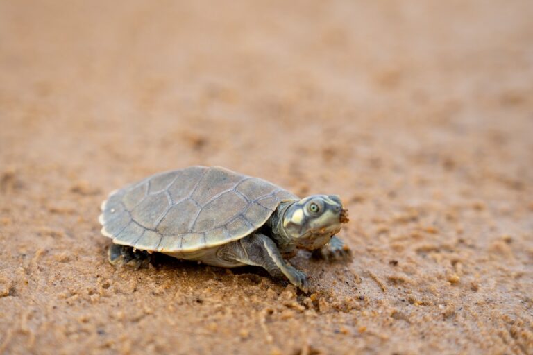 Foto: Helder Lana / Divulgação Norte Energia