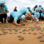Soltura de filhotes de tartarugas no Rio Xingu mobiliza voluntários