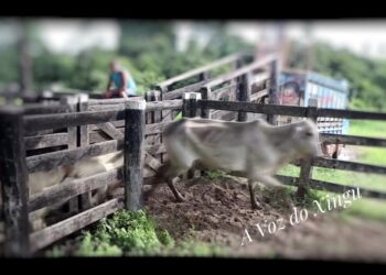 Gado furtado em fazenda de Vitória do Xingu é localizado em propriedade no município de Placas