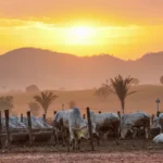 Governo do Pará prorroga prazo para rastreabilidade obrigatória do rebanho