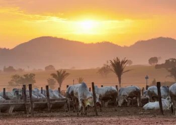 Foto: Alex Ribeiro / Agência Pará
