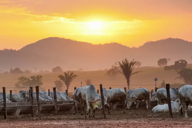 Foto: Alex Ribeiro / Agência Pará