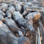 Quadrilha rende funcionários e rouba mais de 120 cabeças de gado em Porto de Moz (PA)