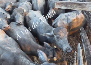 Quadrilha rende funcionários e rouba mais de 120 cabeças de gado em Porto de Moz (PA)