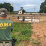 Ibama multa fazendeiro em quase R$ 500 mil por desmatamento ilegal em Ulianópolis, no Pará