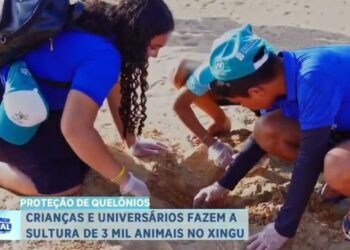 VÍDEO: Mais de 3 mil tartarugas são soltas no Rio Xingu com participação de crianças e universitários