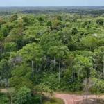 Pará reduz em 44% os alertas de desmatamento, segundo Inpe