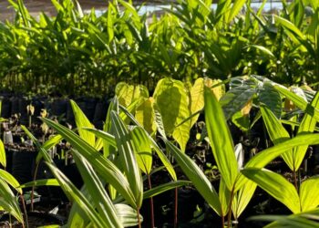 Prefeitura de Altamira realiza segunda etapa de doação de 15 mil mudas de cacau e açaí