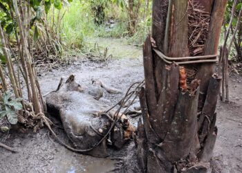 Foto: Felype Adms - TV Vitória