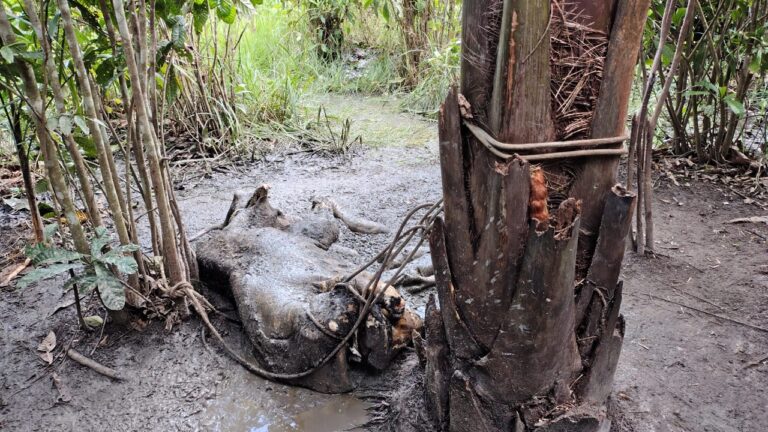 Foto: Felype Adms - TV Vitória