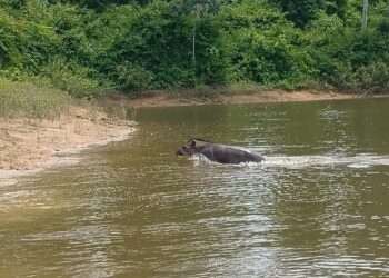 Foto: Norte Energia / Divulgação