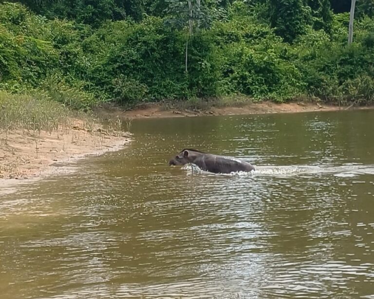 Foto: Norte Energia / Divulgação