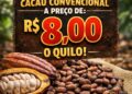 Cacau despenca para R$ 8 o quilo e atinge um dos menores valores dos últimos anos