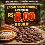 Cacau despenca para R$ 8 o quilo e atinge um dos menores valores dos últimos anos