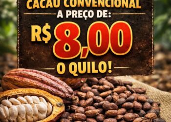 Cacau despenca para R$ 8 o quilo e atinge um dos menores valores dos últimos anos