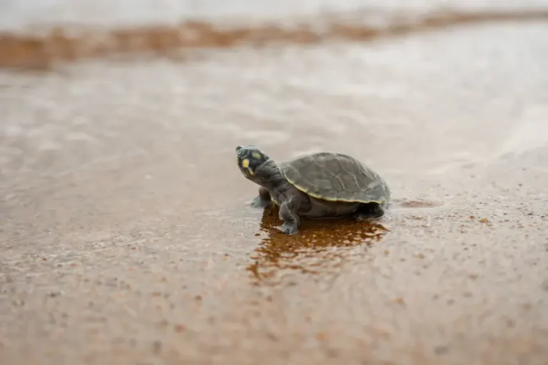 Foto: Helder Lana - Divulgação
