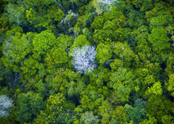 Foto: Agência Pará / Divulgação