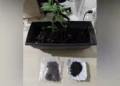 Pai e filho são conduzidos à delegacia após flagrante de maconha cultivada em residência no Pará. (Reprodução/ redes sociais)