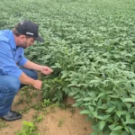 Adepará alerta produtores para prazo final da atualização cadastral da soja 2025/2026