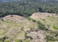 Ibama aplica mais de R$ 5 milhões em multas e embarga área superior a 1,6 mil hectares no Pará