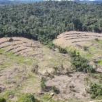 Ibama aplica mais de R$ 5 milhões em multas e embarga área superior a 1,6 mil hectares no Pará
