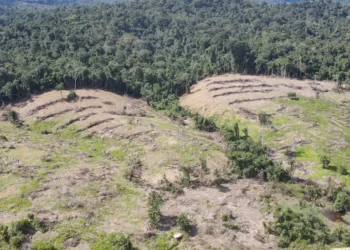 Ibama aplica mais de R$ 5 milhões em multas e embarga área superior a 1,6 mil hectares no Pará