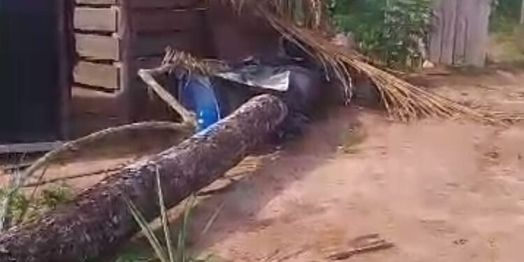 Vendaval provoca morte de missionária após queda de árvore na zona rural de Uruará (PA)