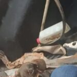 Idoso de 93 anos é investigado por suspeita de abuso contra animal em Uruará após vídeo repercutir nas redes sociais