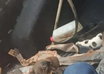 A imagem em destaque mostra alguns dos animais encontrados na casa do suspeito. (Foto: Reprodução das Redes Sociais)