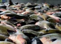 Peixe na Mesa: 8 toneladas serão entregues à população em Altamira