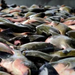 Peixe na Mesa: 8 toneladas serão entregues à população em Altamira