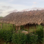 Foragido da Justiça é encontrado dormindo em barraco de palha em Marabá