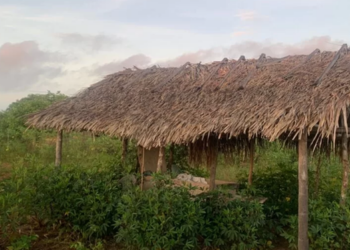 Foragido da Justiça é encontrado dormindo em barraco de palha em Marabá.