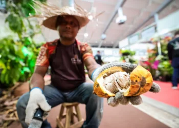 Foto: Agência Pará /Divulgação