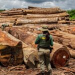 Operação Maravalha apreende mais de 7 mil m³ de madeira ilegal no Pará e flagra tentativa de suborno durante fiscalização
