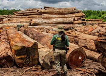 Equipe de Fiscalização faz medição de diâmetro de madeira retiradas em pátio de serraria ilegal - Foto: Fiscalização/Ibama