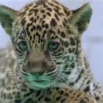 Onça-pintada nascida no BioParque Vale Amazônia ganha o nome de Xingu