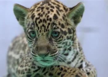 Foto: Bioparque Vale Amazônia/Divulgação