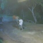 Quatro fugitivos de Santa Izabel são recapturados pela Polícia Militar