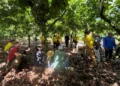 Foto: Agência Pará / Divulgação