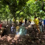 Placacaueira 2026 fortalece a cacauicultura familiar na Transamazônica