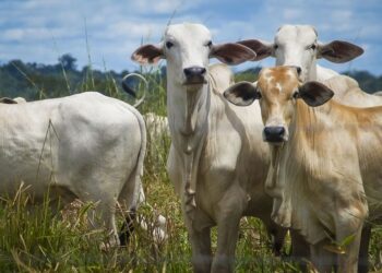 Foto: Agência Pará /Divulgação