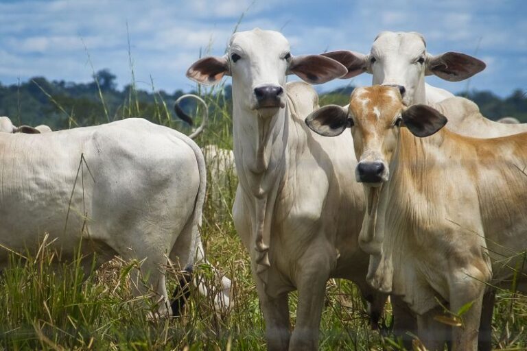 Foto: Agência Pará /Divulgação