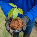 Dia Mundial do Meio Ambiente: Belo Monte já produziu mais de 2,6 milhões de mudas de árvores nativas na Amazônia