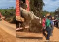Gado ilegal é solto durante operação do ICMBio na Terra do Meio, no Pará