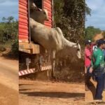 ICMBio faz operação contra criação ilegal de gado dentro de área embargada na Terra do Meio, no Pará