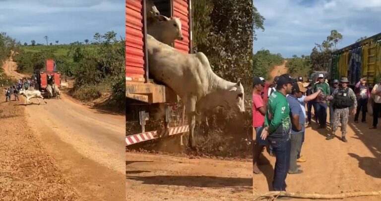 Gado ilegal é solto durante operação do ICMBio na Terra do Meio, no Pará
