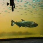 Projeto inédito no Brasil usa IA para monitorar peixes do rio Xingu