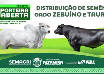 Prefeitura prorroga inscrições para distribuição de sêmen bovino em Altamira